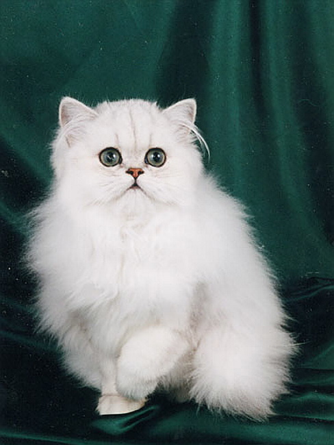chinikitten3.jpg