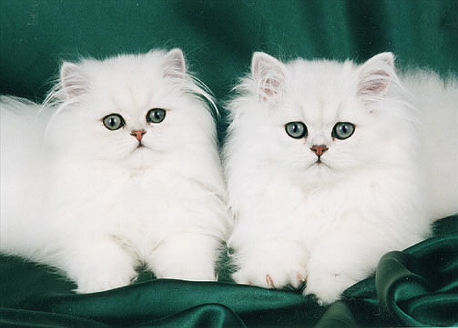 chinikitten2.jpg