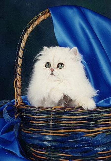 chinikitten1.jpg