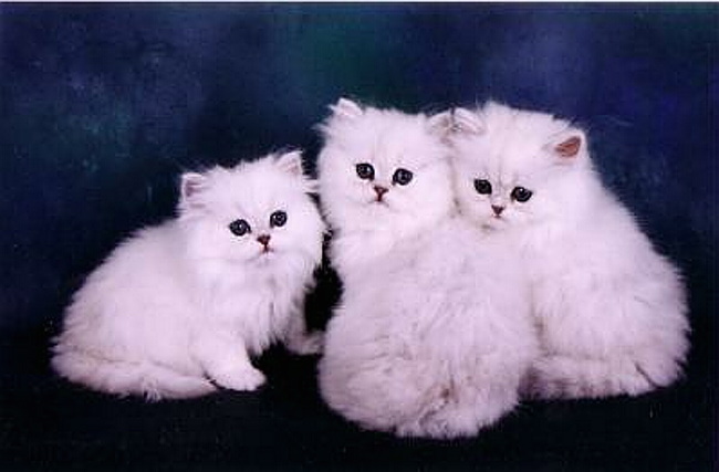 new_kittens.jpg