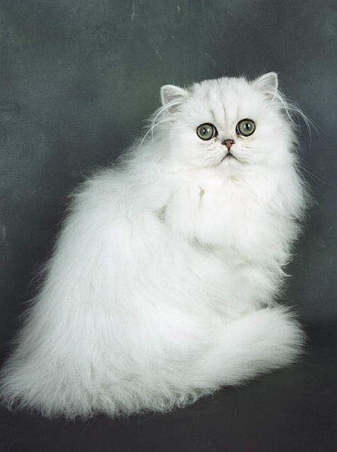 pia dorable.tif