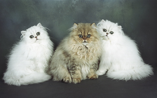 kitten group.tif