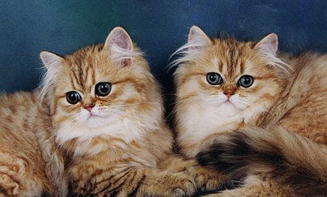 goldenkittens.jpg
