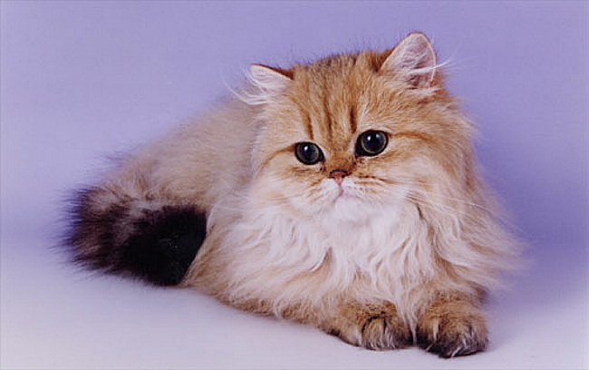 goldenkitten2.jpg