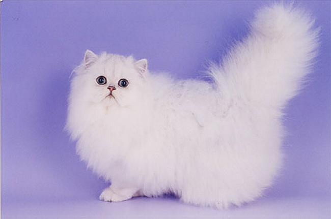 chinikitten4.jpg