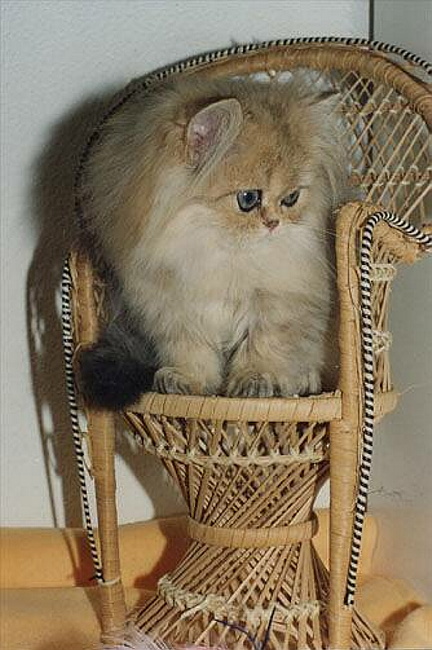 goldenkitten1.jpg
